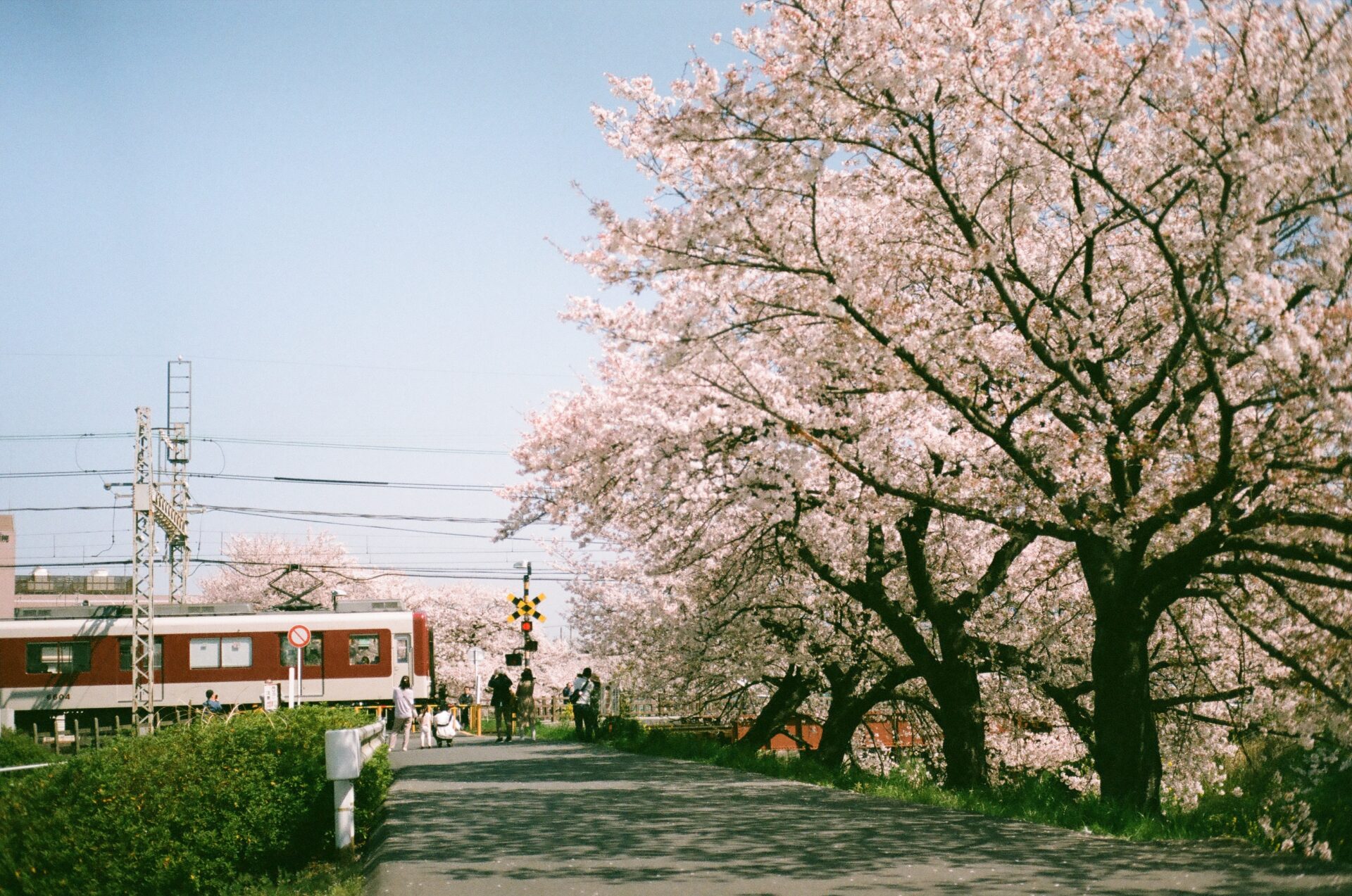 大和高田市の千本桜